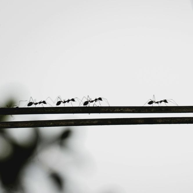 Find Reliable Pest Control Near Me and Stop Unwanted Guests