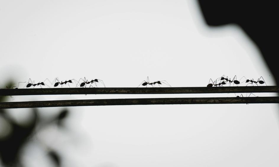 Find Reliable Pest Control Near Me and Stop Unwanted Guests