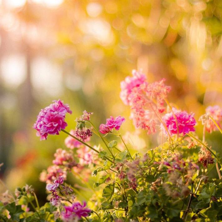 Gardening Jobs for August