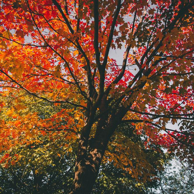 In The Garden: Autumn Planting