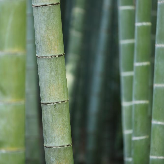 Bamboo: The Pros and Cons