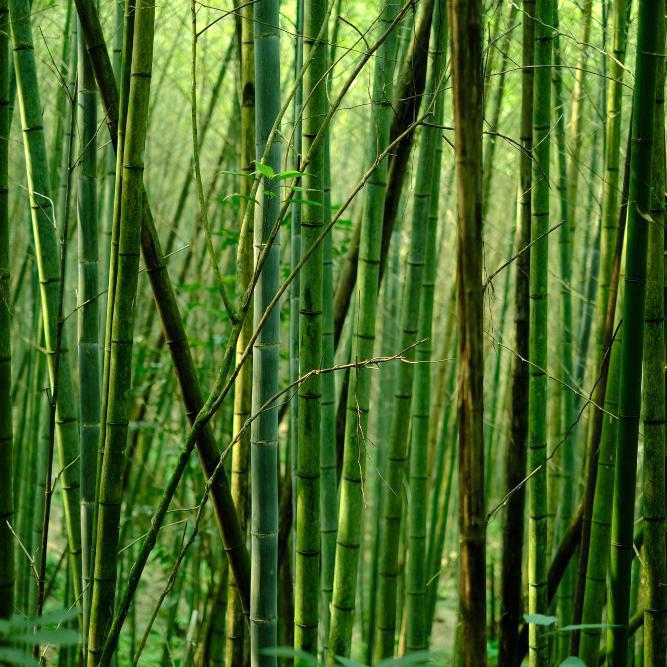 Reclaiming Your Garden: Bamboo Control!