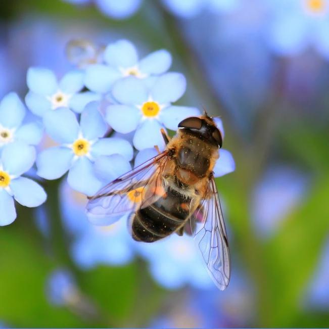 The Buzz on: Types of Bees