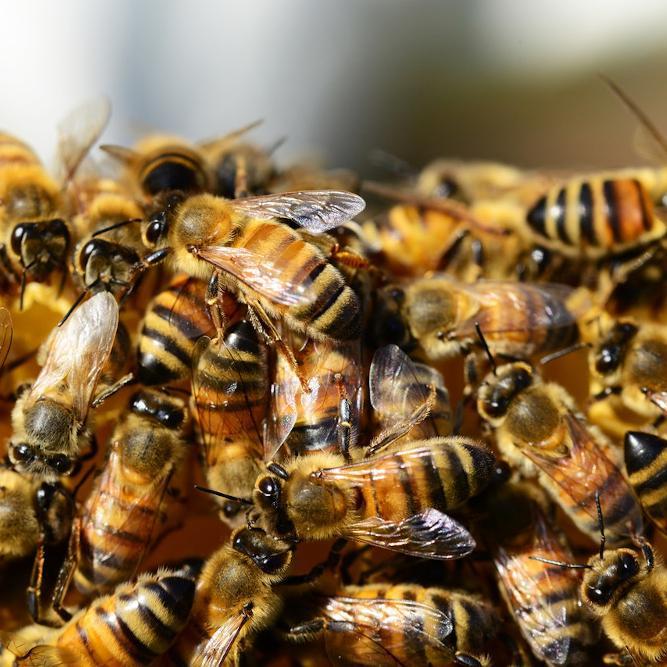The Buzz On: Bees' Nests