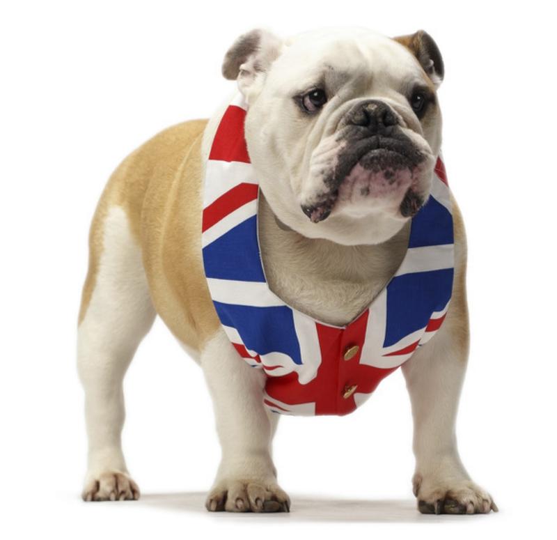 Bulldog Garage Doors logo