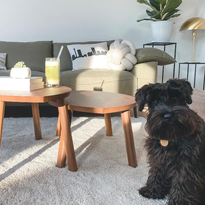 Deep Clean Your Carpets: Tips for a DIY Clean Fit For Professionals