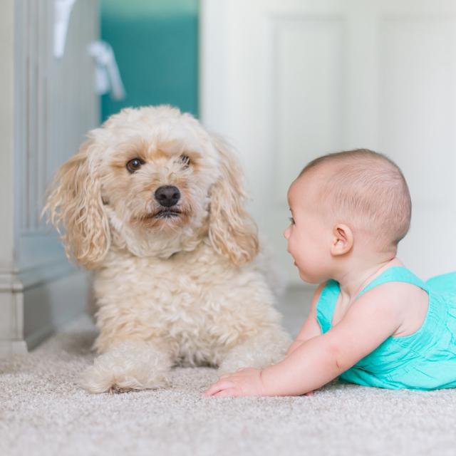 Carpet Essentials: Preparing to Buy the Right Carpet