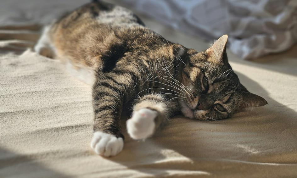 Top Tips for Keeping Your Home Warm This Winter