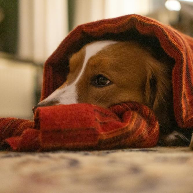 Warmth from the Ground Up: Find Verified Underfloor Heating Specialists Near Me