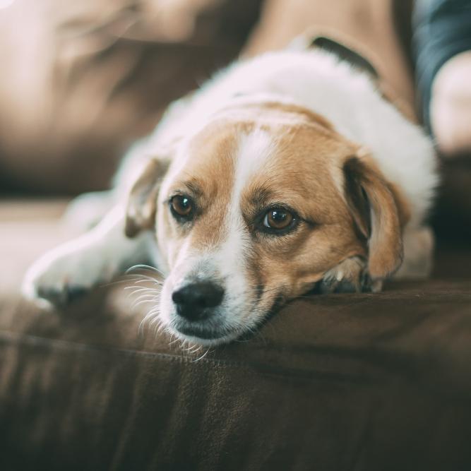 Heating 101 - Hybrid Boilers