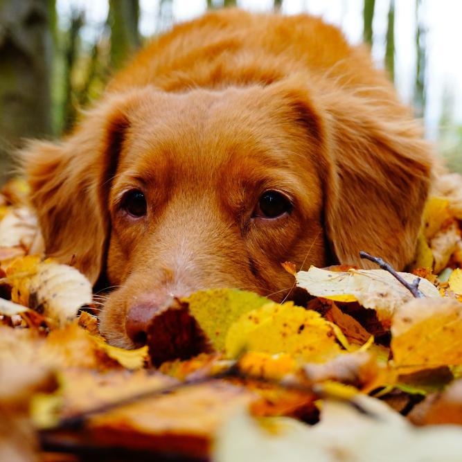 Autumn Home Maintenance - The Ultimate To-Do List