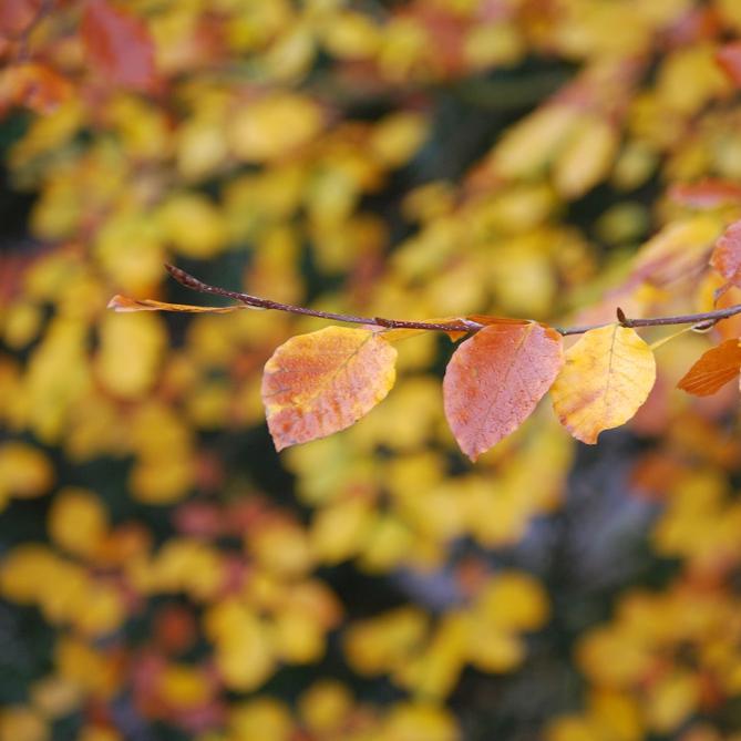 Five Gardening Jobs For October