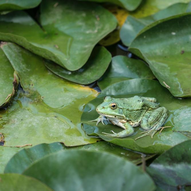 Pond Life Part 3: Attracting Wildlife