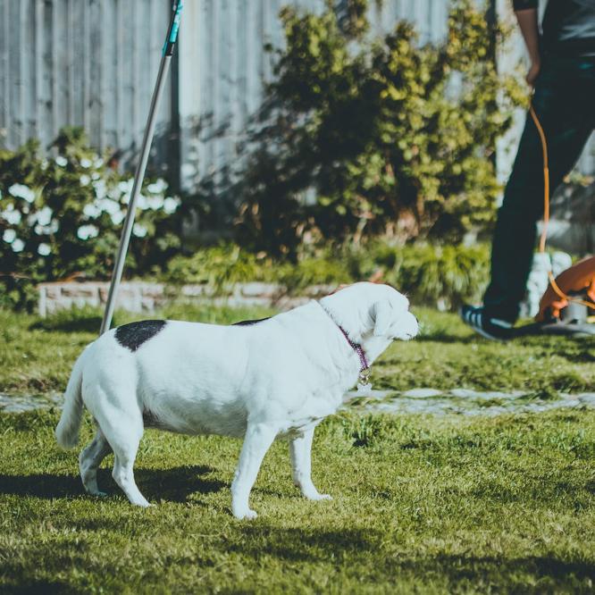 How To Create A Low-Maintenance Front Garden