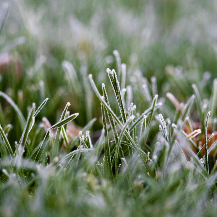 Preparing For The First Frost