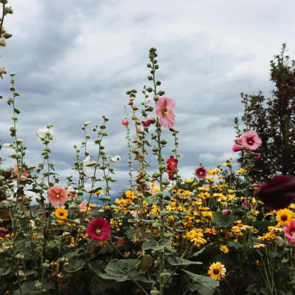 Essential English Summer Gardening Jobs