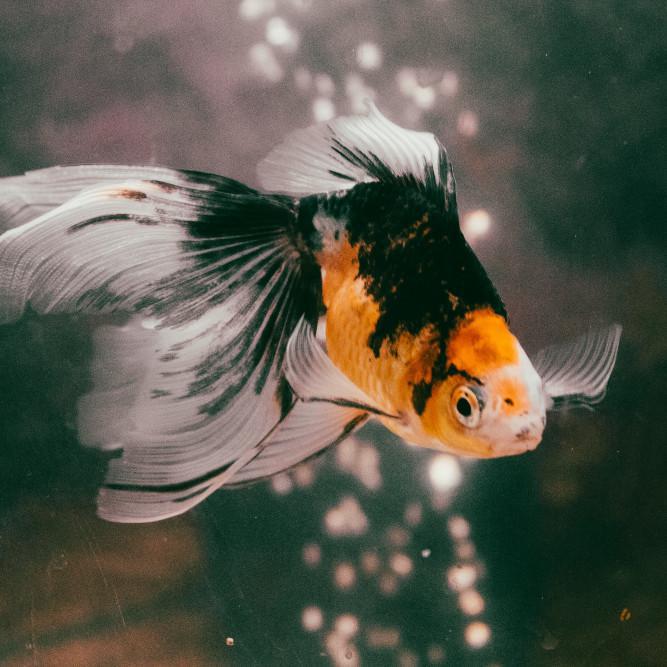 Goldfish FAQs: Surviving Winter