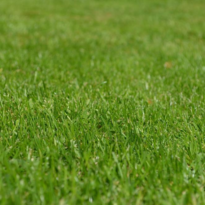 Caring For Your Lawn: The Basics