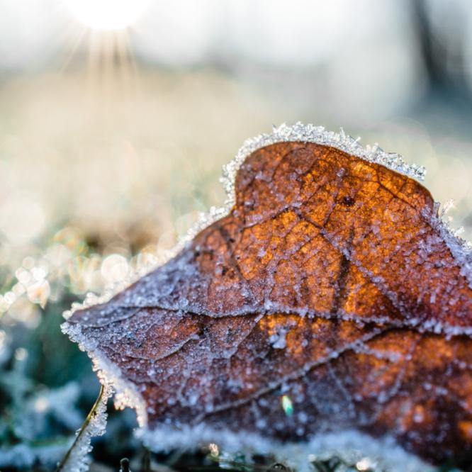 Gardening Jobs in January