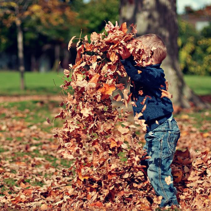 Winter Is Coming! November Gardening Tips
