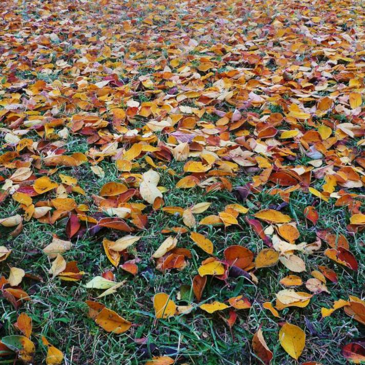 Gardening Jobs In October