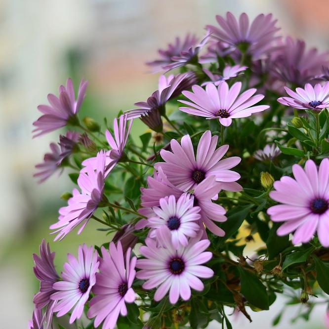 Garden Jobs To Do In May