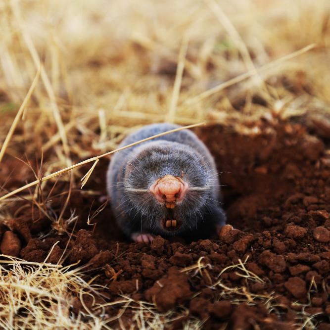 In The Garden: Moles - Prevention And Treatment