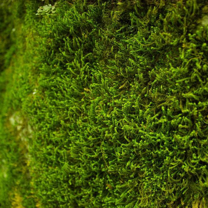 We Wish You A Moss-Free Christmas And A Happy New Year