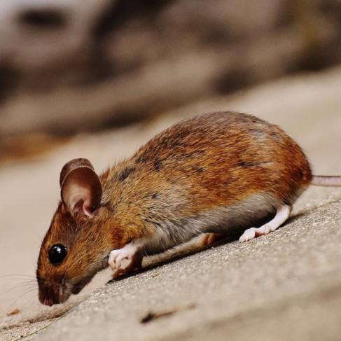 Rodent Season Part One: The Signs