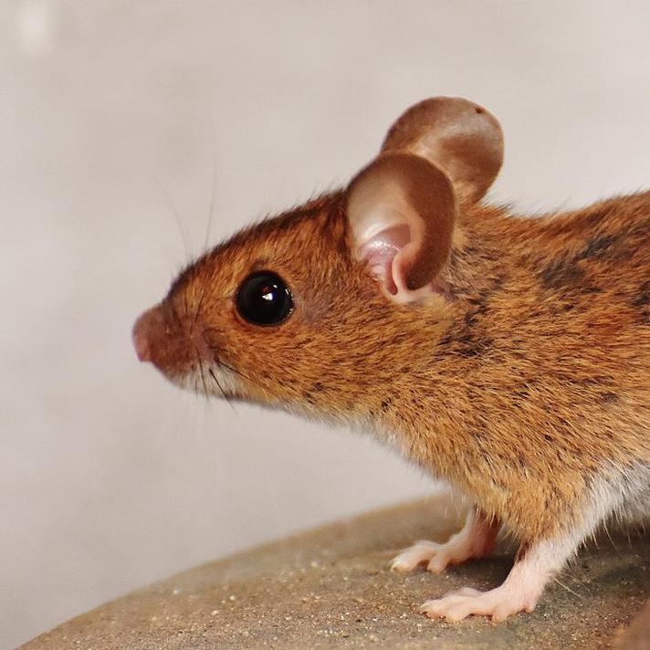 Do You Need To Call Pest Control? Seven Signs That You Do