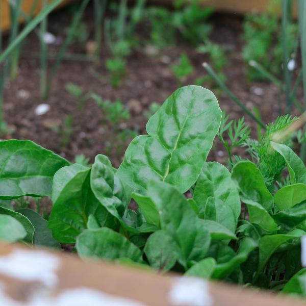 The Kitchen Garden Part Two: Planting
