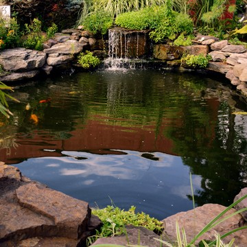 keeping your pond clear