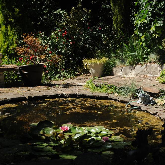 Pond Life Part 2: Choosing The Right Plants
