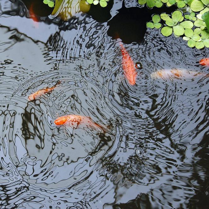 Pond Life Part 1: How to Build a Pond