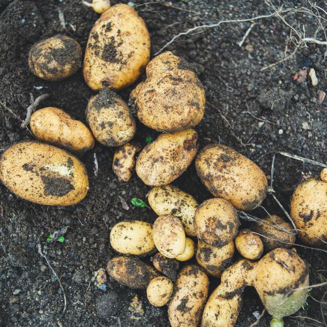 Grow Your Own: Potatoes