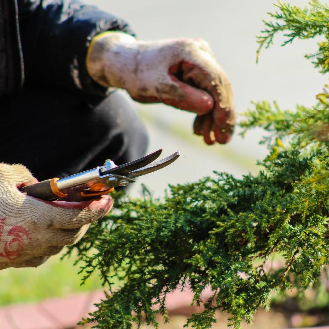Your Guide To Pruning Trees