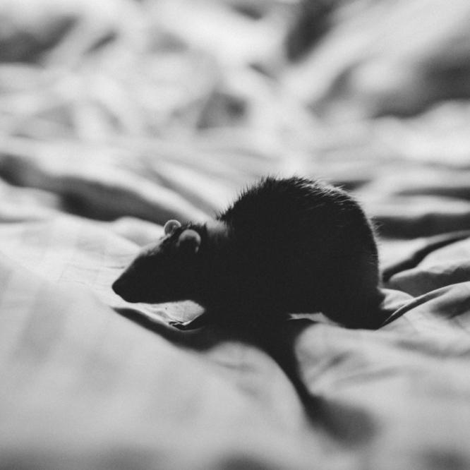 Rodent Season Part Two: Preventing Rodent Infestations