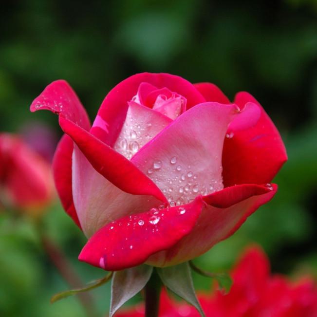 Gardening Jobs To Do In June