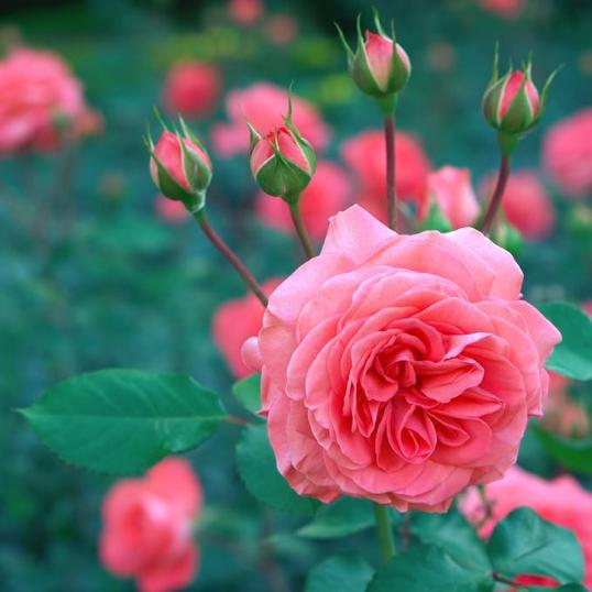 Five Gardening Jobs To Do In August