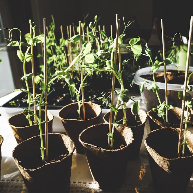 What To Do in The Garden in February