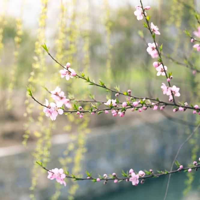 Jobs to Do in the Garden in April