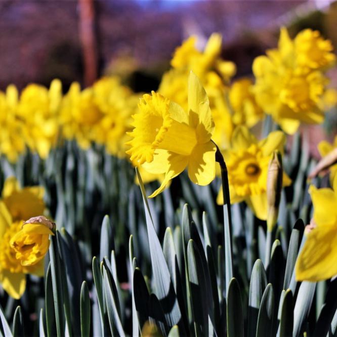 What To Do In The Garden In March