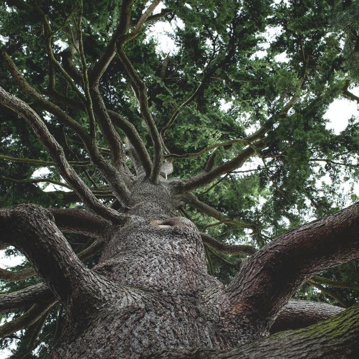 Focus On: Tree Surgery - What is a Tree Surgeon and Do You Need One?