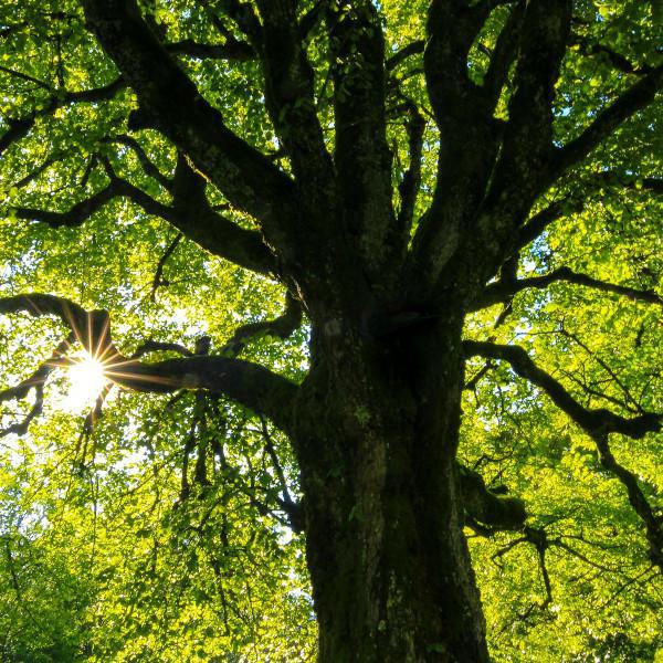 Trees: to Cut or Not to Cut? What the Law Says