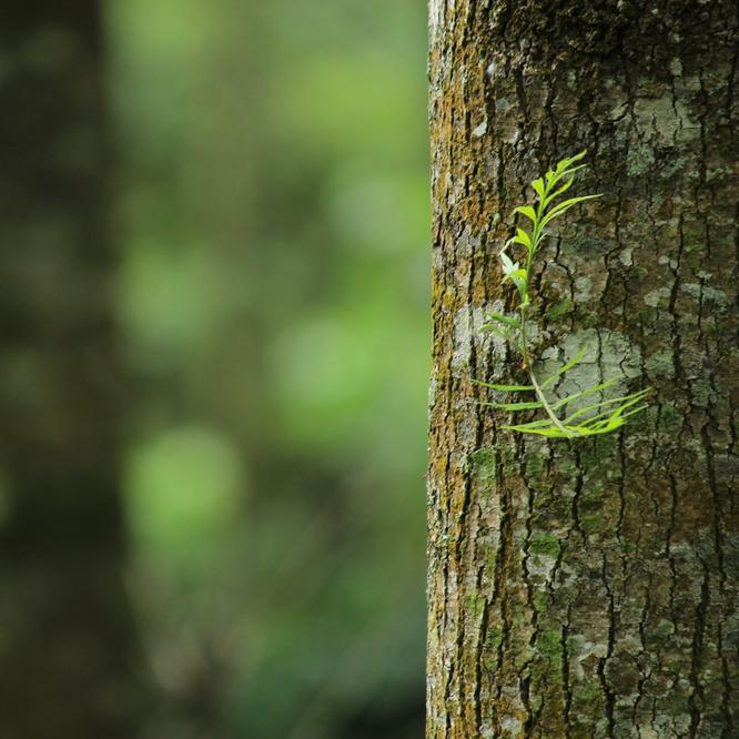 How To: Find A Local Tree Surgeon