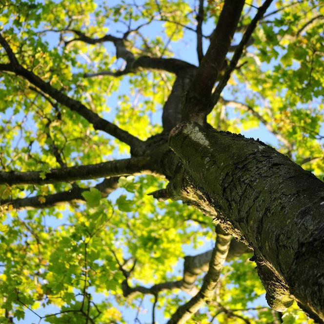 Your Guide To: Trees And The Law