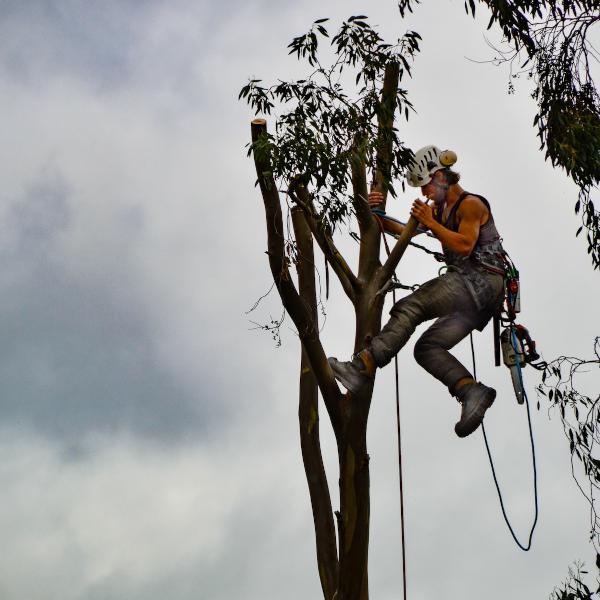 Focus On: Tree Surgery - How Can a Tree Surgeon Help You?