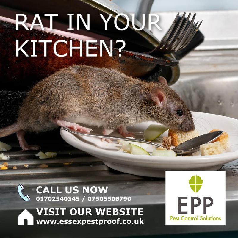 Essex Pest Proof Ltd, Rochford (SS4 3EX) Approved Pest Control