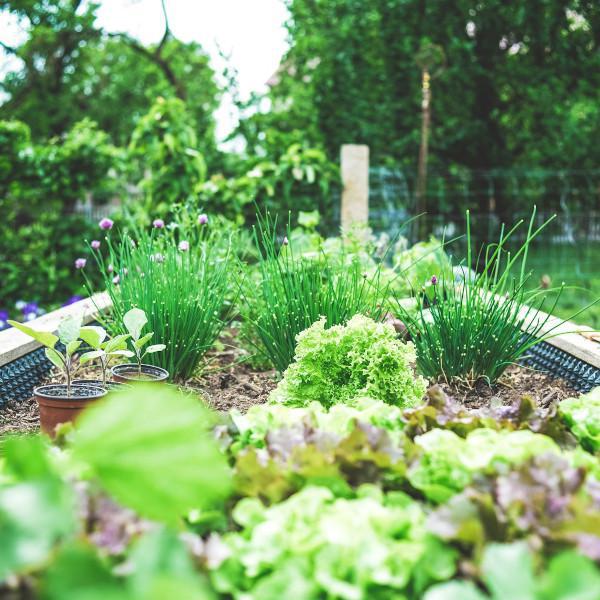 The Edible Garden - What to Plant in February