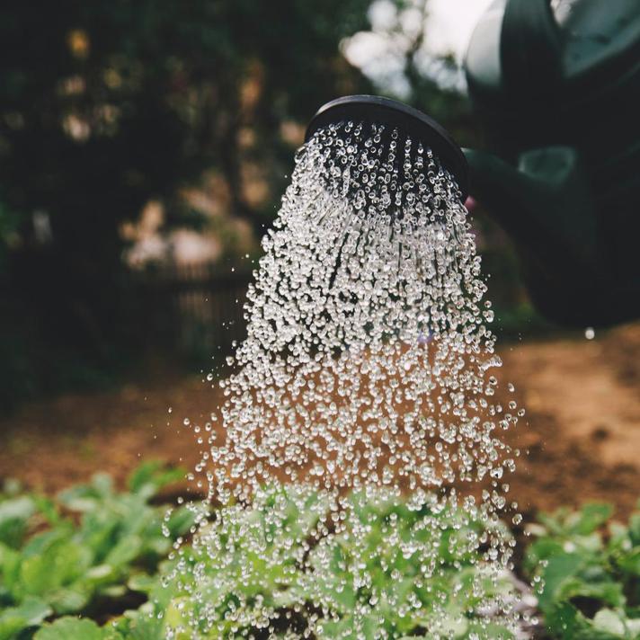 Green Gardening: How to Save Water in the Garden